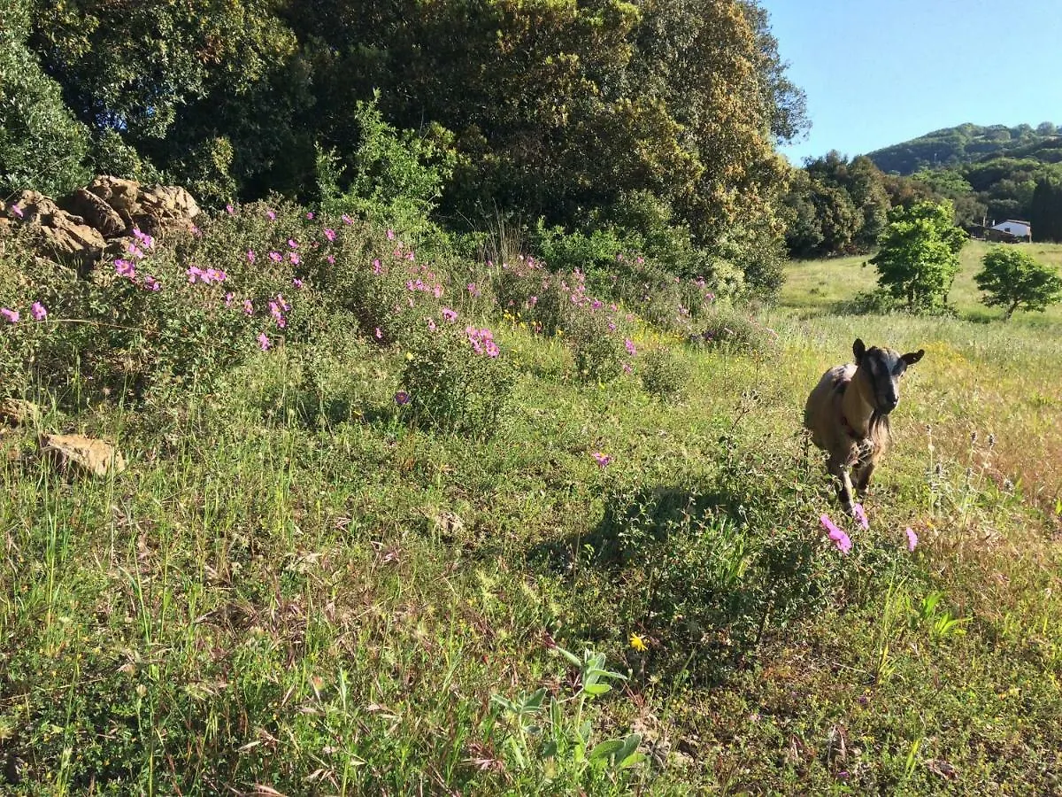 Nocini Di Maremma Villa Tatti 0*,